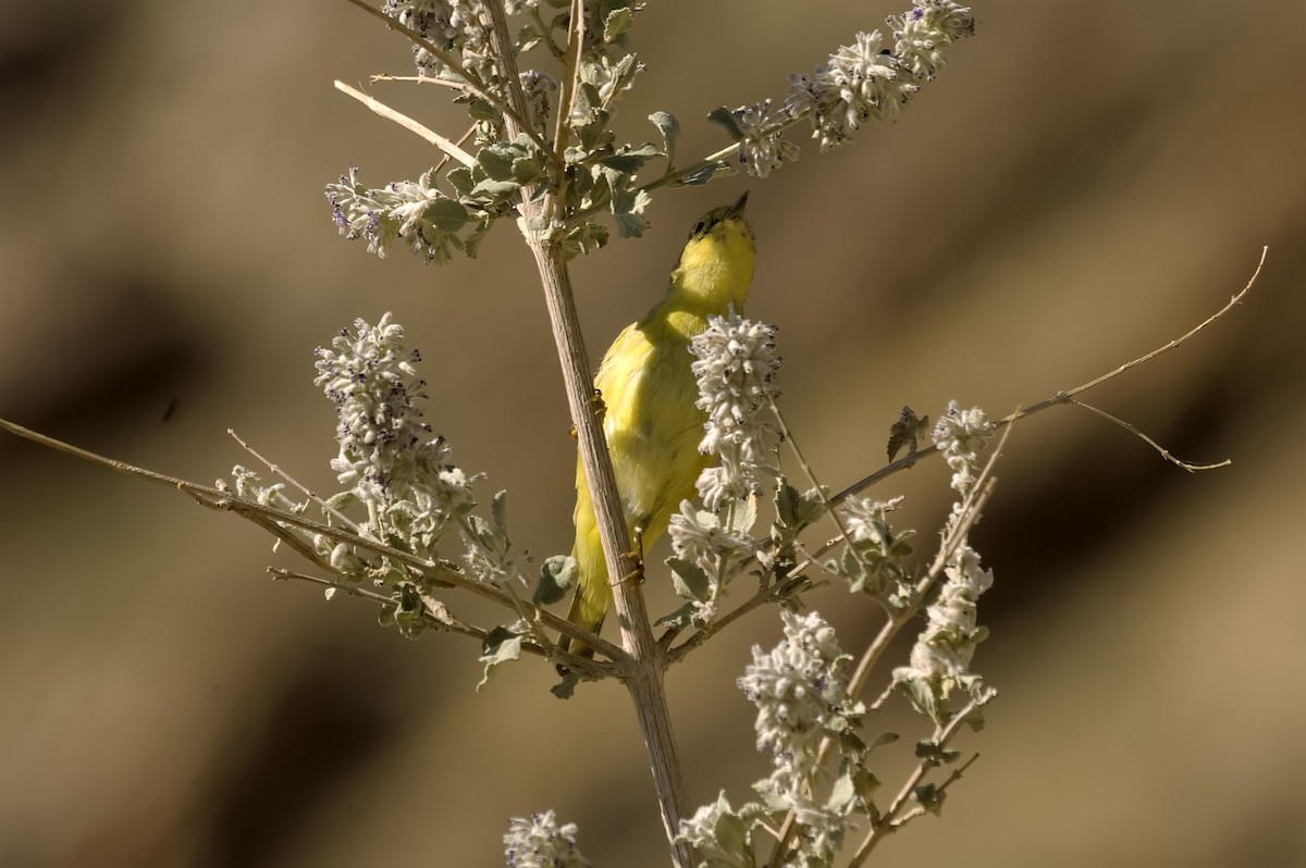 Northern Yellow Warbler - ML647668248