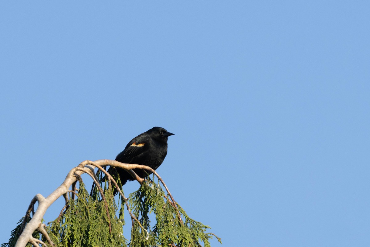 Red-winged Blackbird - ML647668258