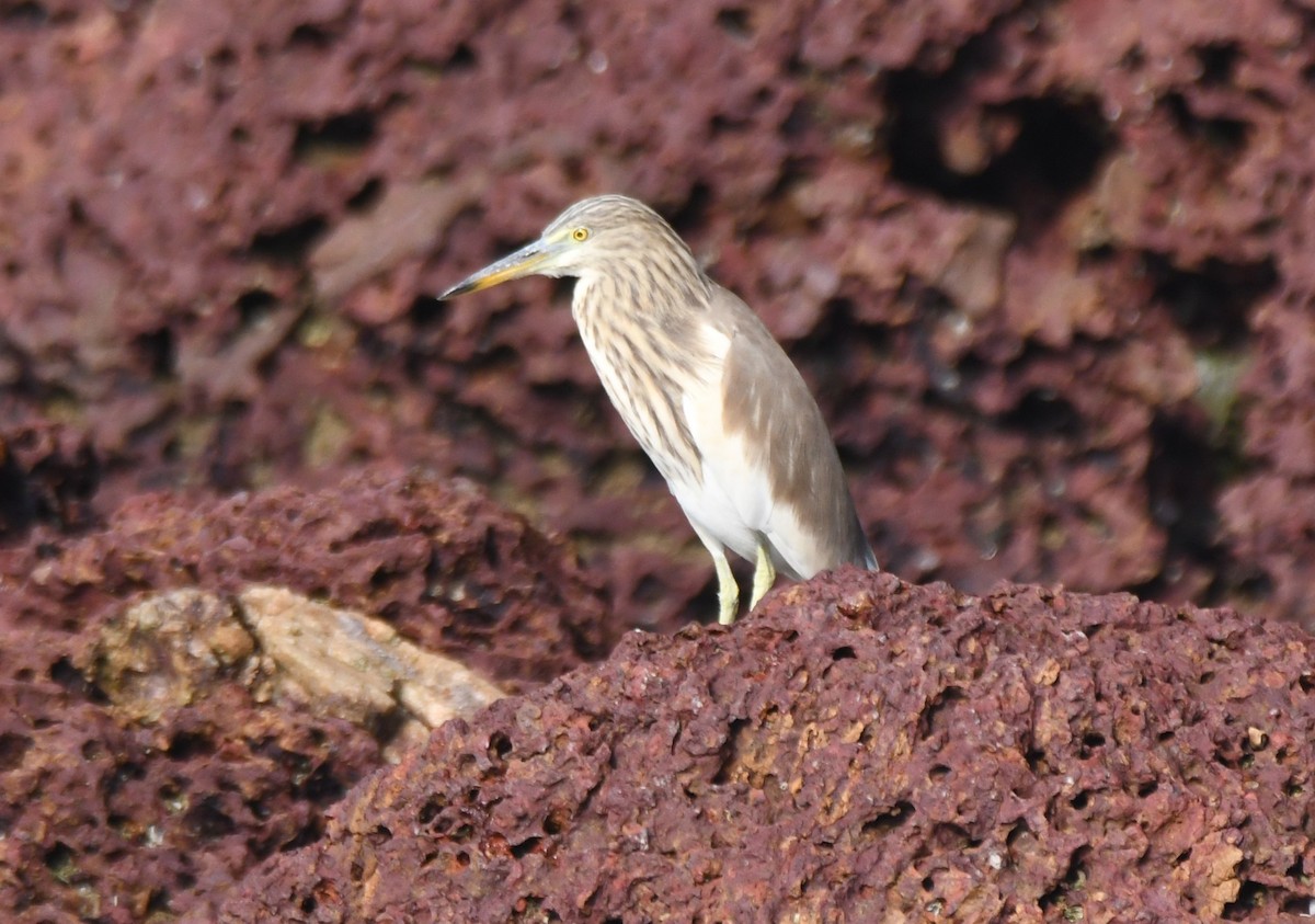 Garcilla India - ML647668285