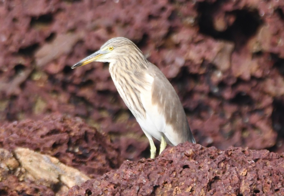 Garcilla India - ML647668286