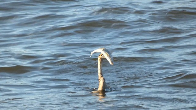 Anhinga - ML647668303