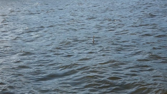 Anhinga - ML647668304