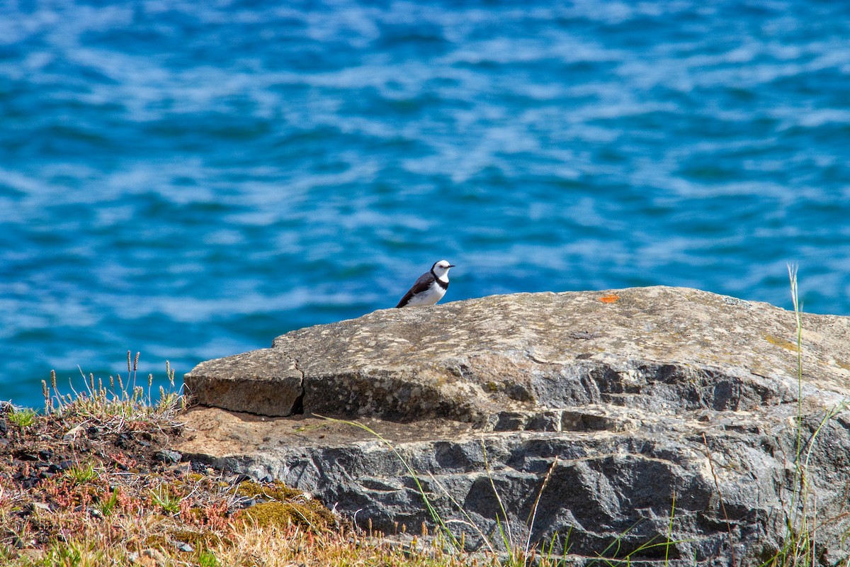 White-fronted Chat - ML647668308