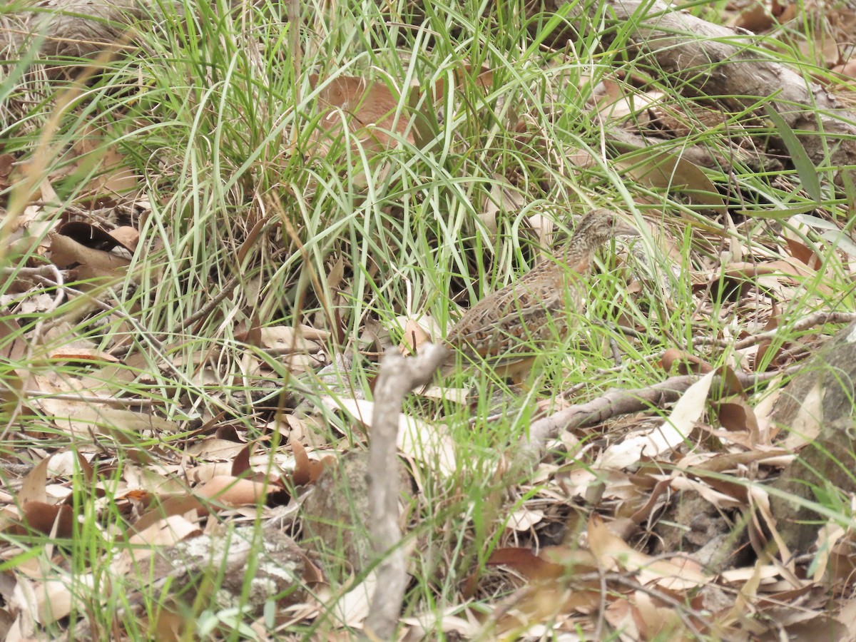 Painted Buttonquail - ML647668309