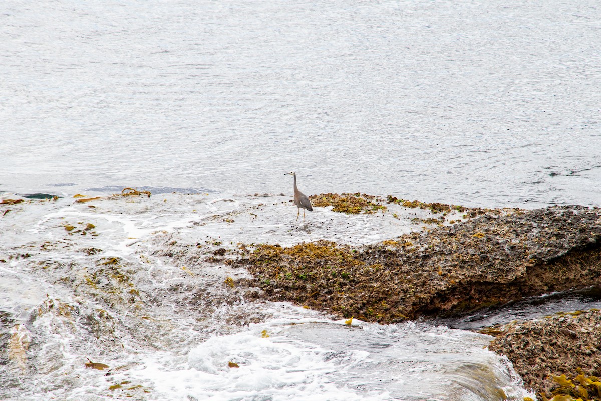 White-faced Heron - ML647668317