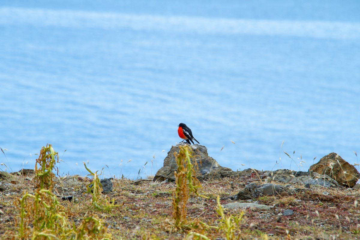 flammeflueskvett - ML647668326