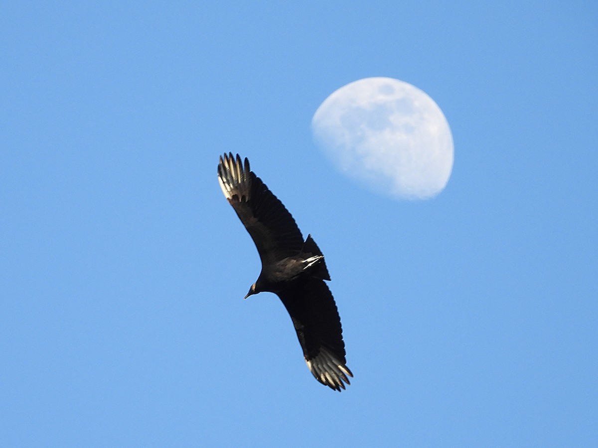 Катарта чорна - ML647668327