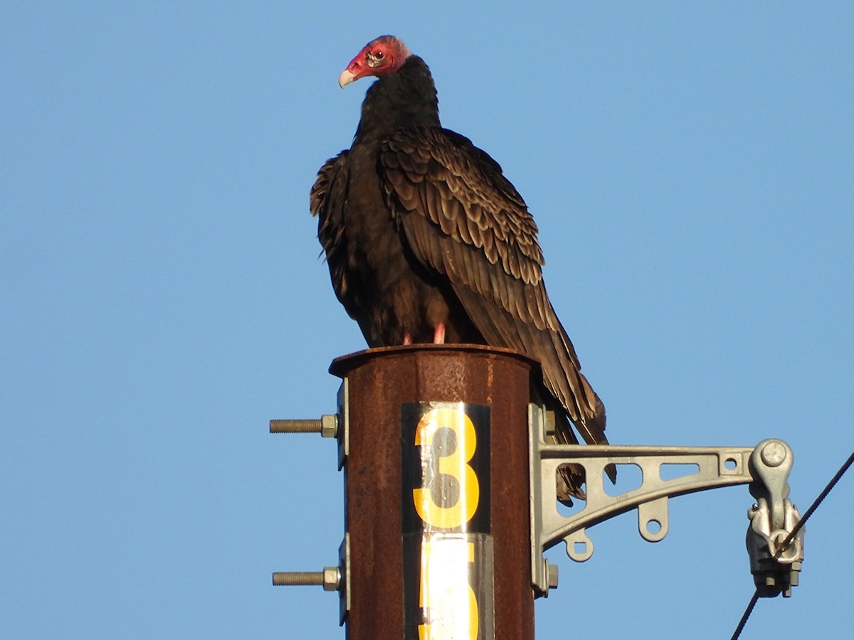Turkey Vulture - ML647668328