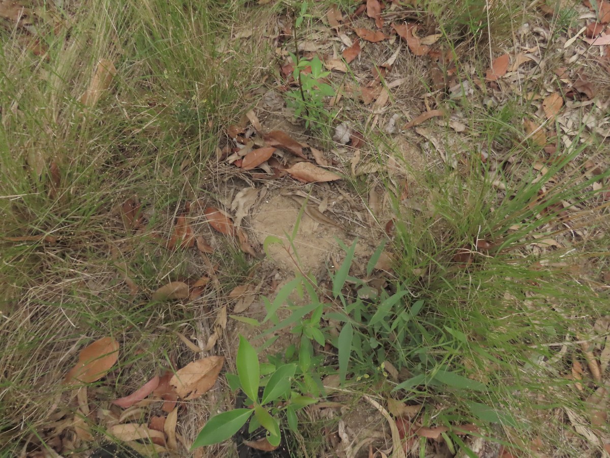 Painted Buttonquail - ML647668329