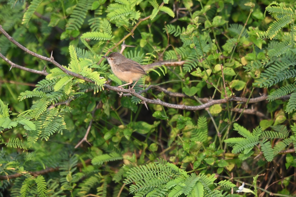 Ashy Prinia - ML647668331