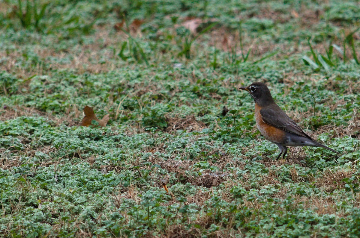 American Robin - ML647668370