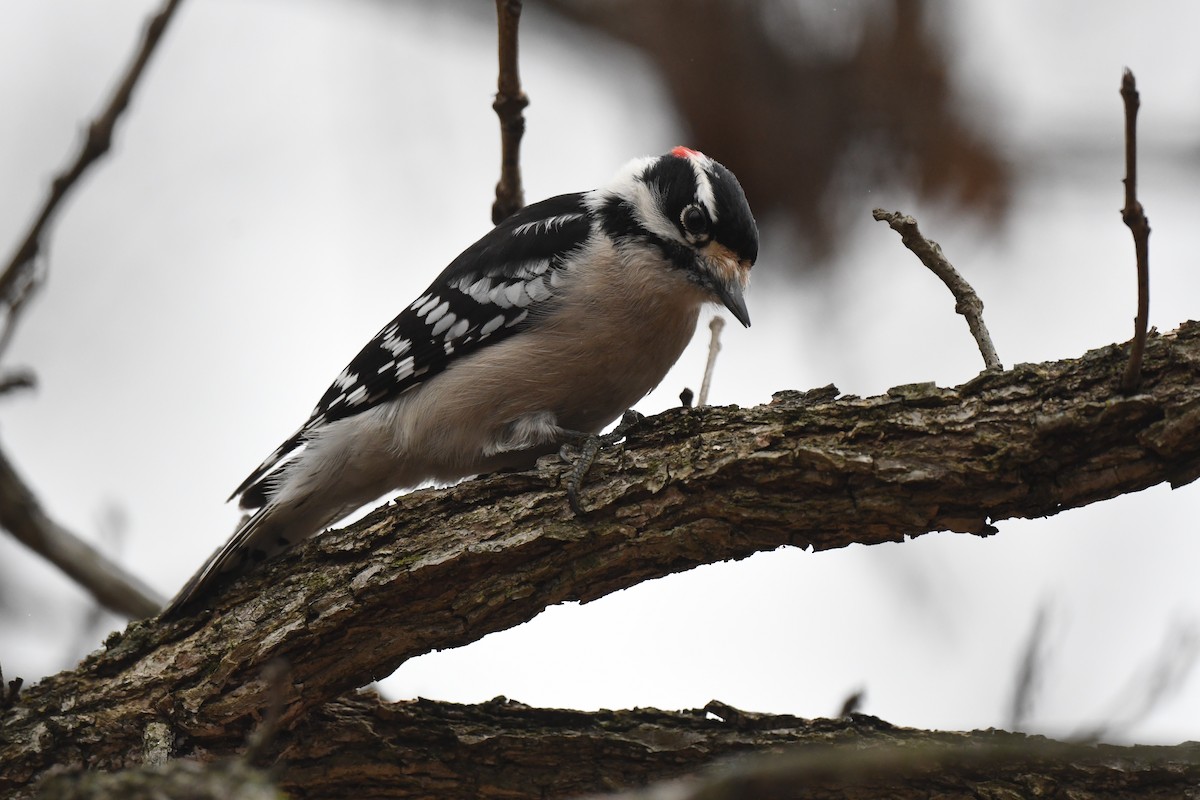 Downy Woodpecker - ML647668375