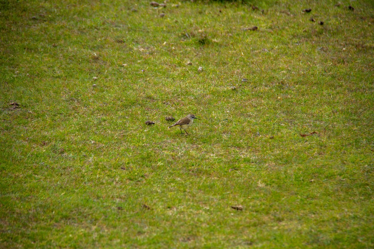Yellow-rumped Thornbill - ML647668386
