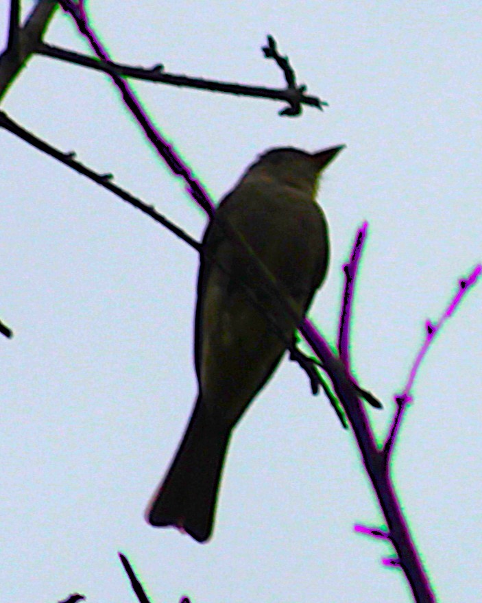 Greater Pewee - ML647668394