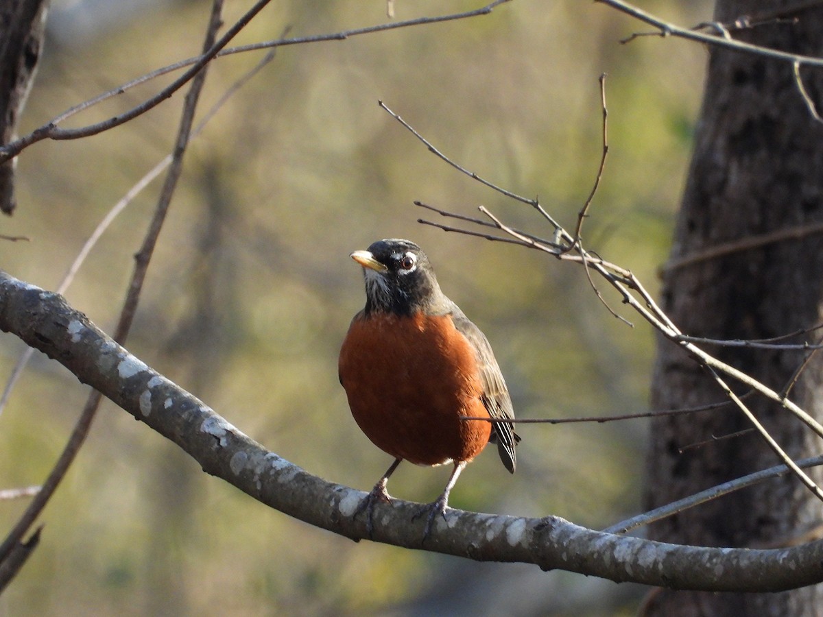 American Robin - ML647668397