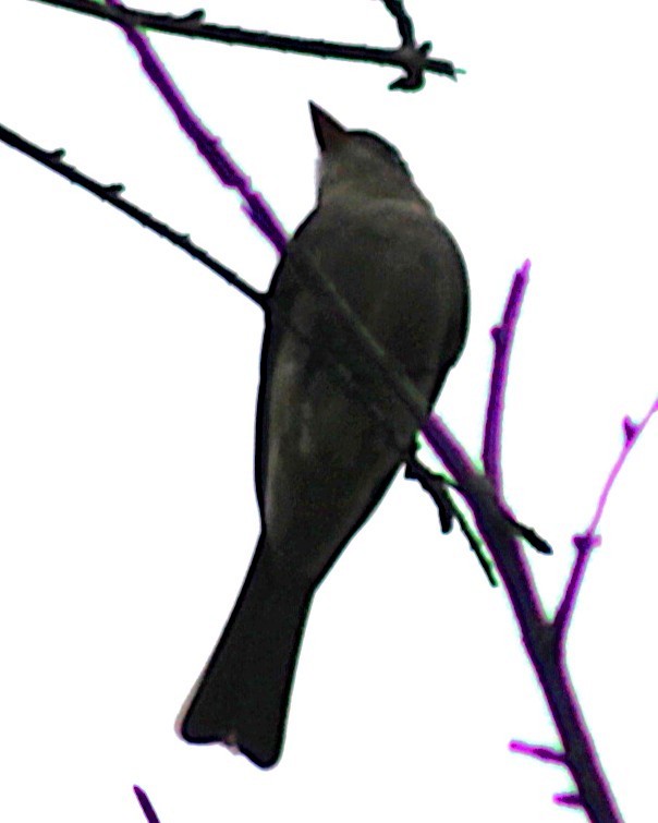 Greater Pewee - ML647668398