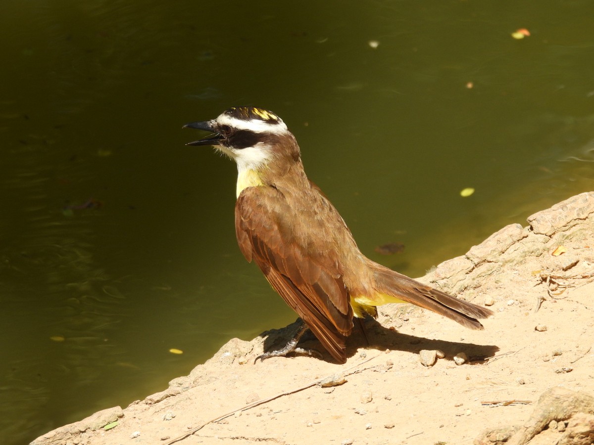 Great Kiskadee - ML647668402