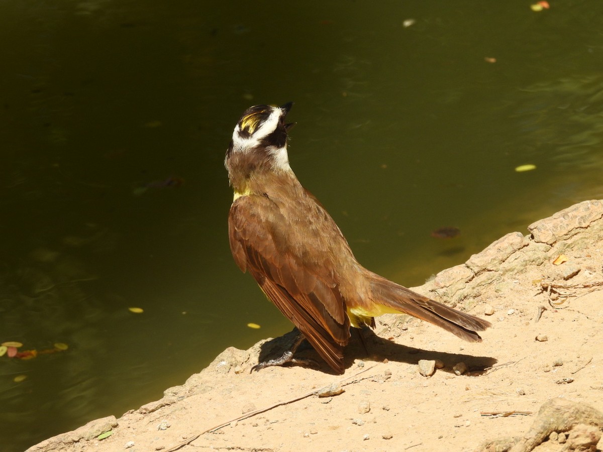 Great Kiskadee - ML647668403