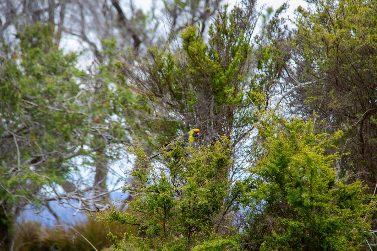 Green Rosella - ML647668407