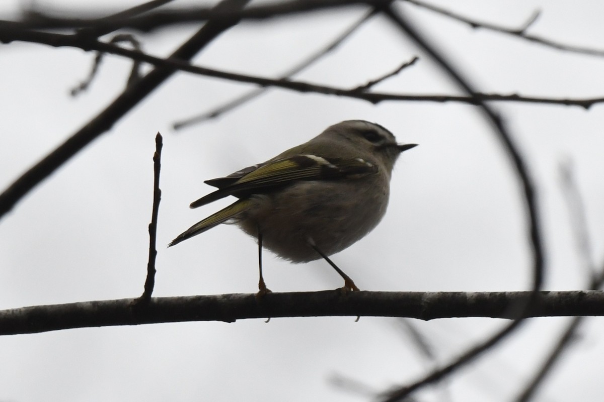 Golden-crowned Kinglet - ML647668408