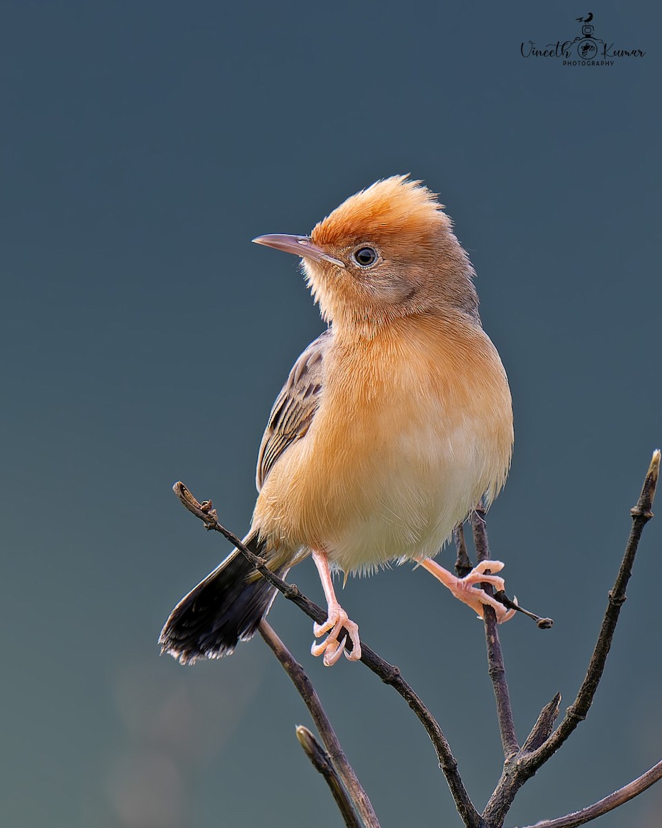 Golden-headed Cisticola - ML647668409