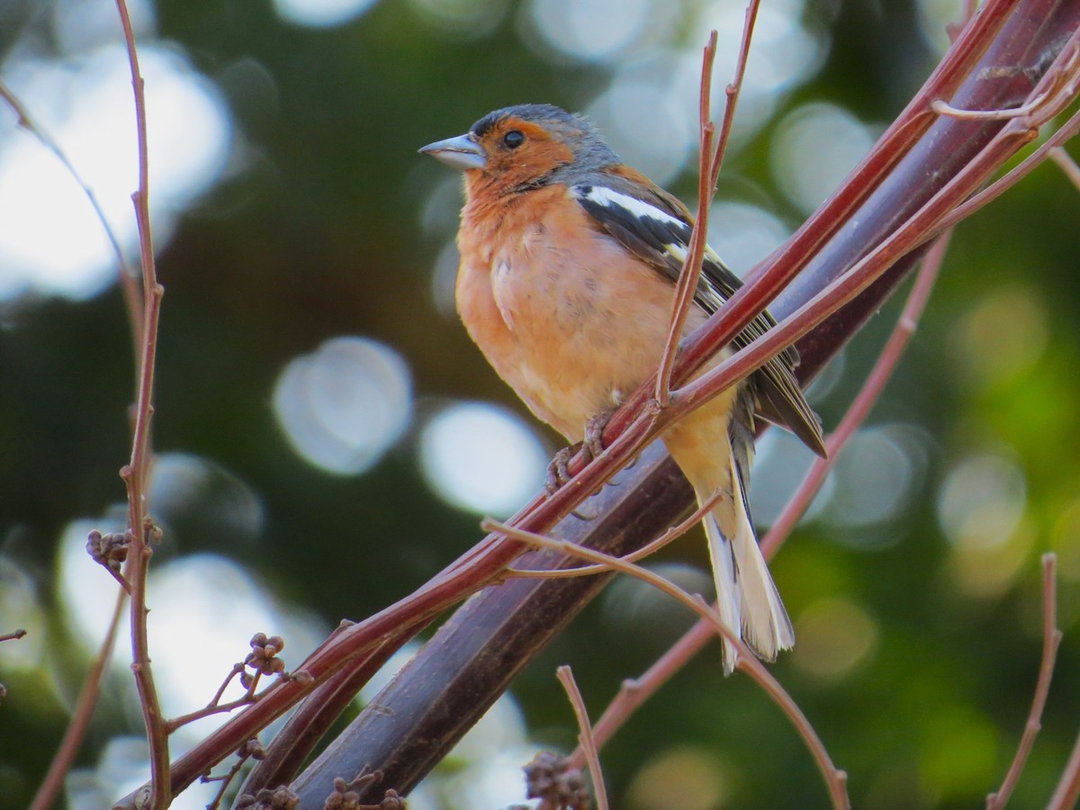 Common Chaffinch - ML647668410