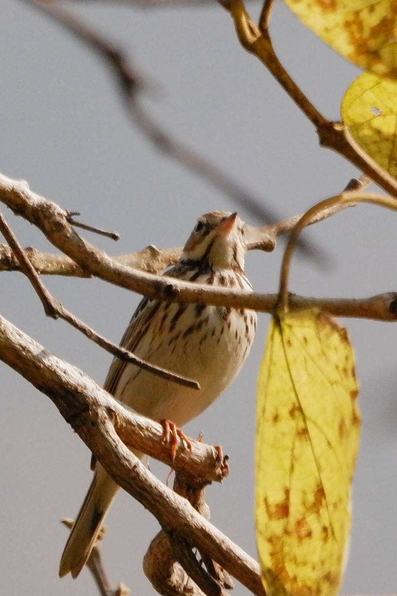 Tree Pipit - ML647668412
