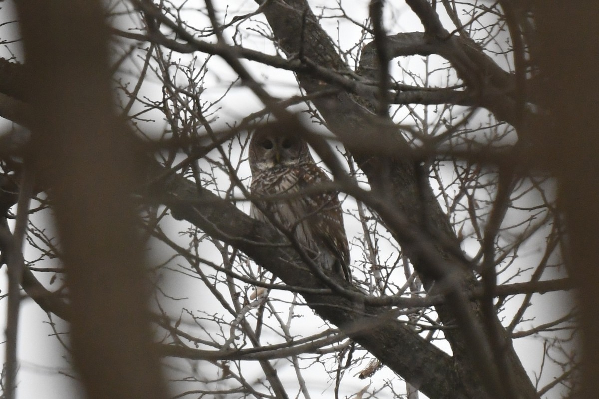 Barred Owl - ML647668413