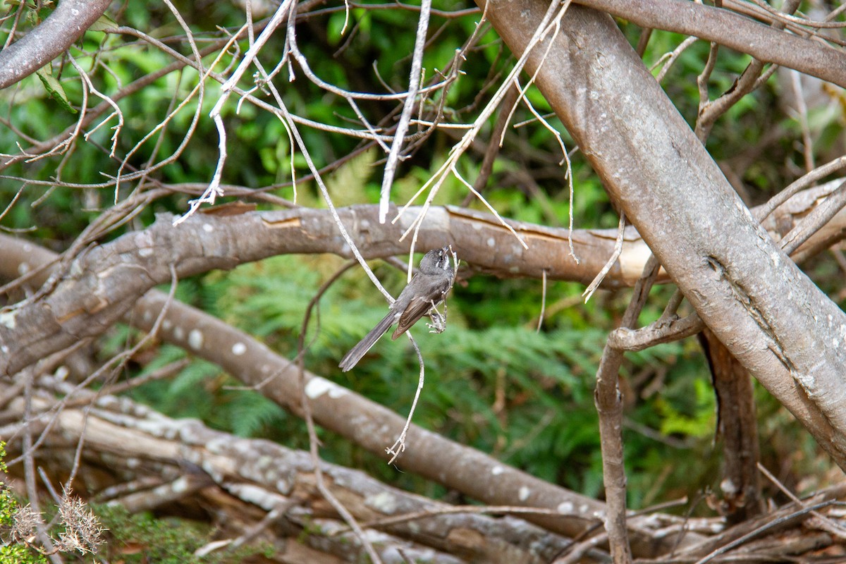 Gray Fantail - ML647668415