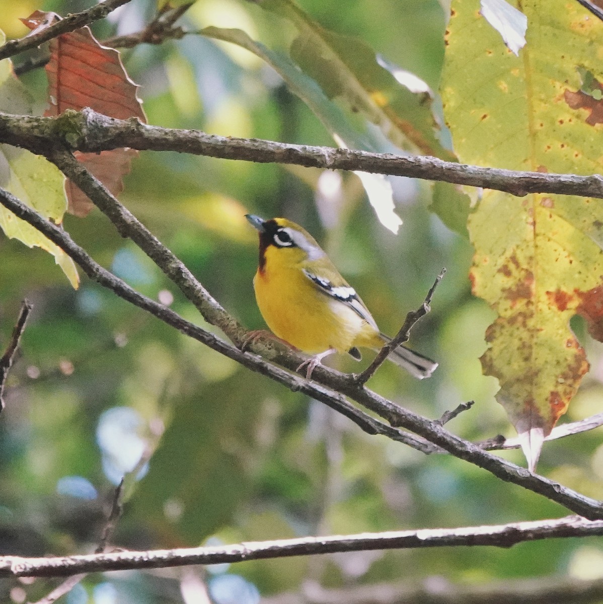 Clicking Shrike-Babbler - ML647668416