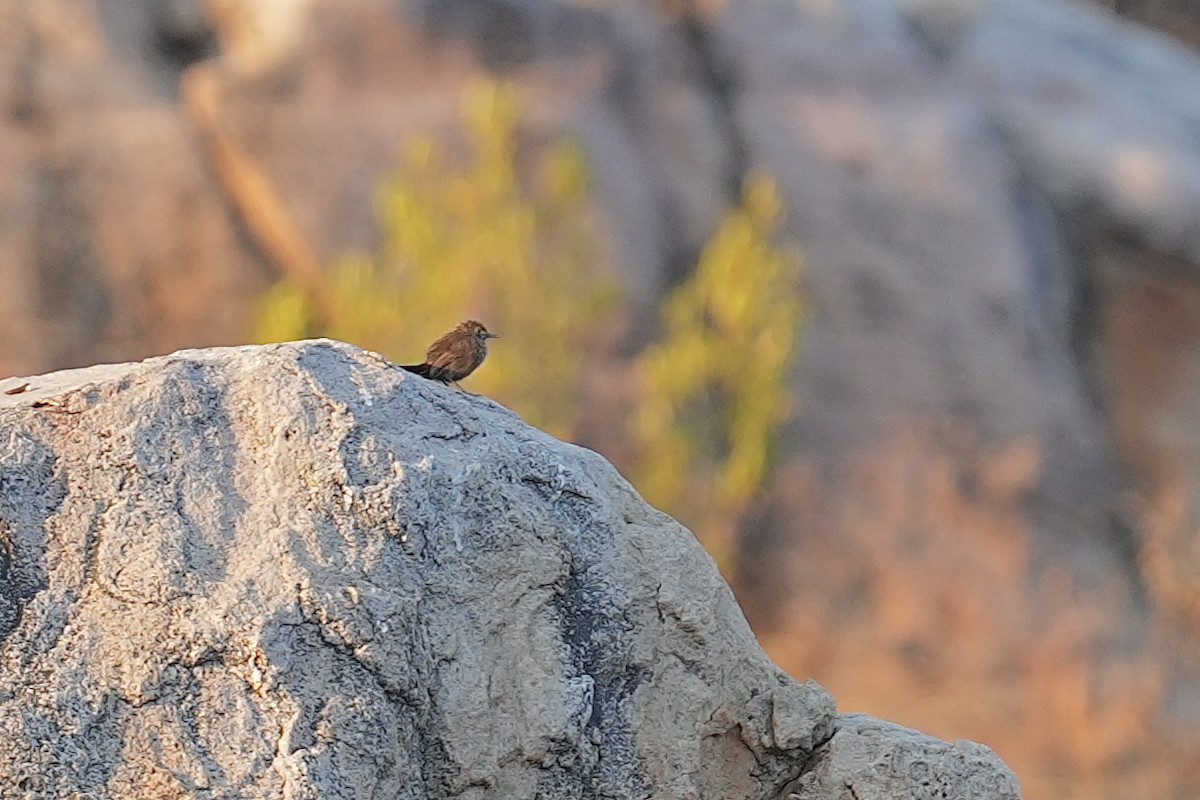 Cinnamon-breasted Warbler - ML647668417