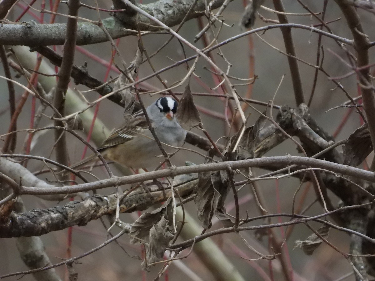 White-crowned Sparrow - ML647668418