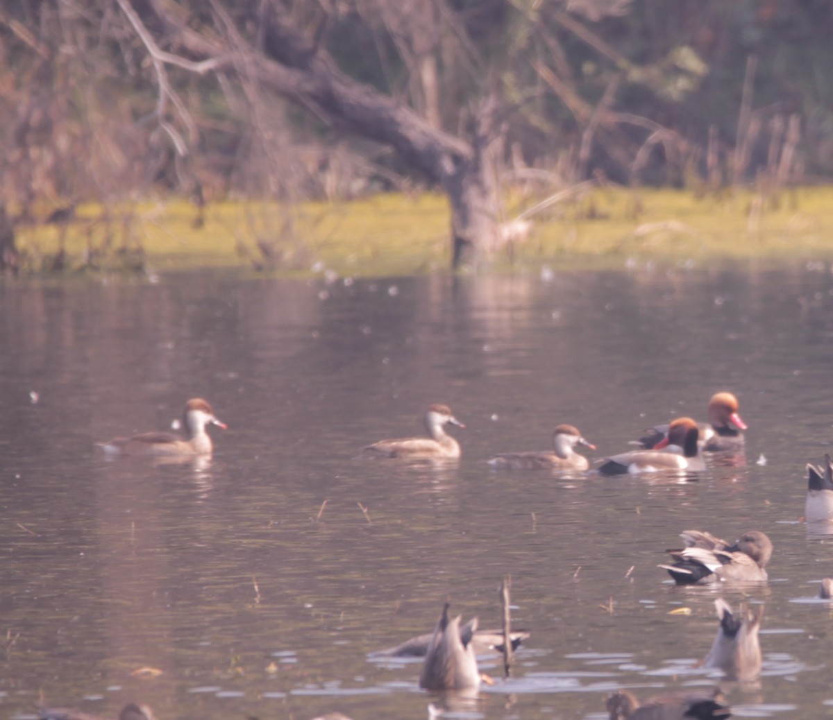Red-crested Pochard - ML647668421