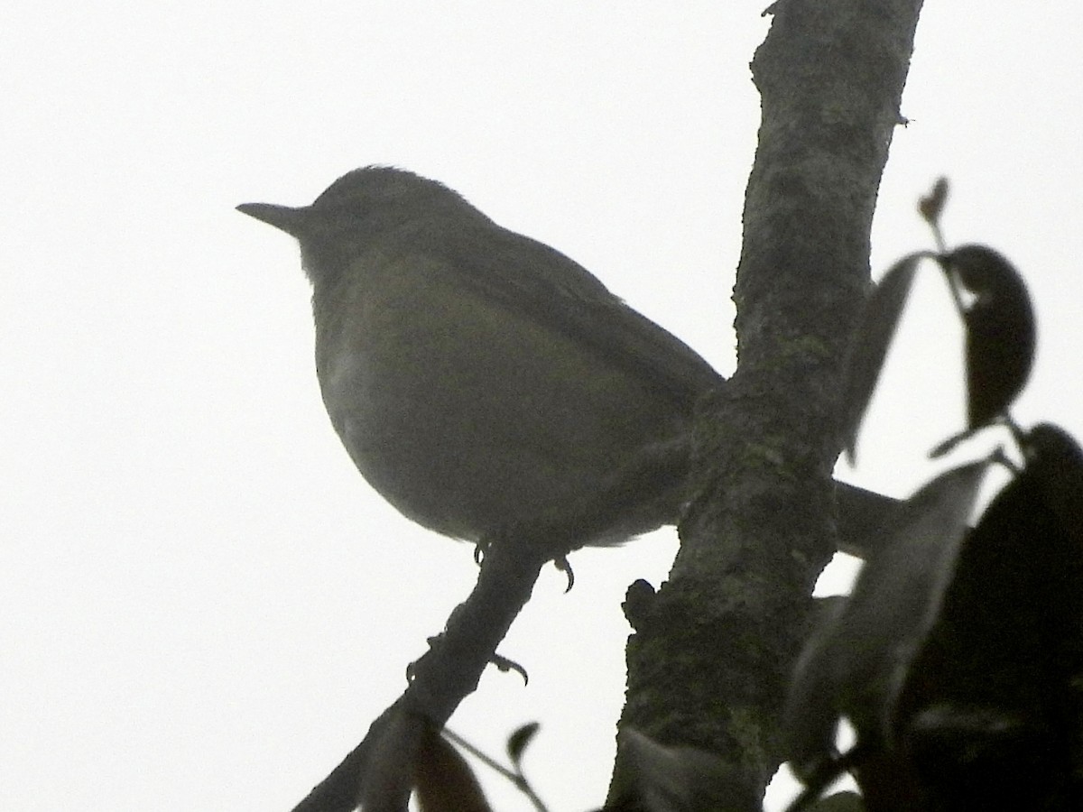 Eyebrowed Thrush - ML647668422