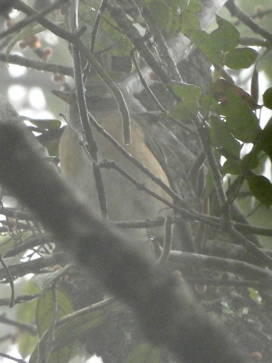 Eyebrowed Thrush - ML647668423