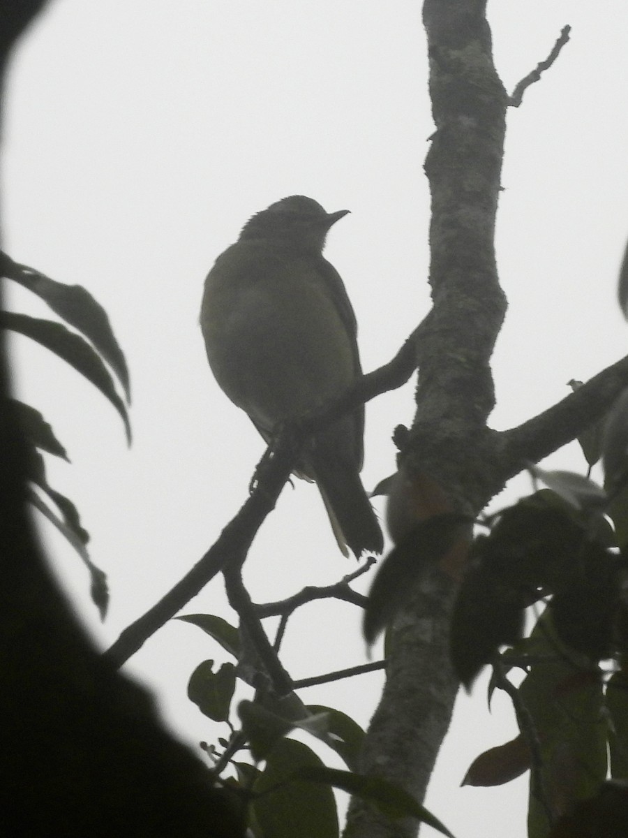 Eyebrowed Thrush - ML647668424