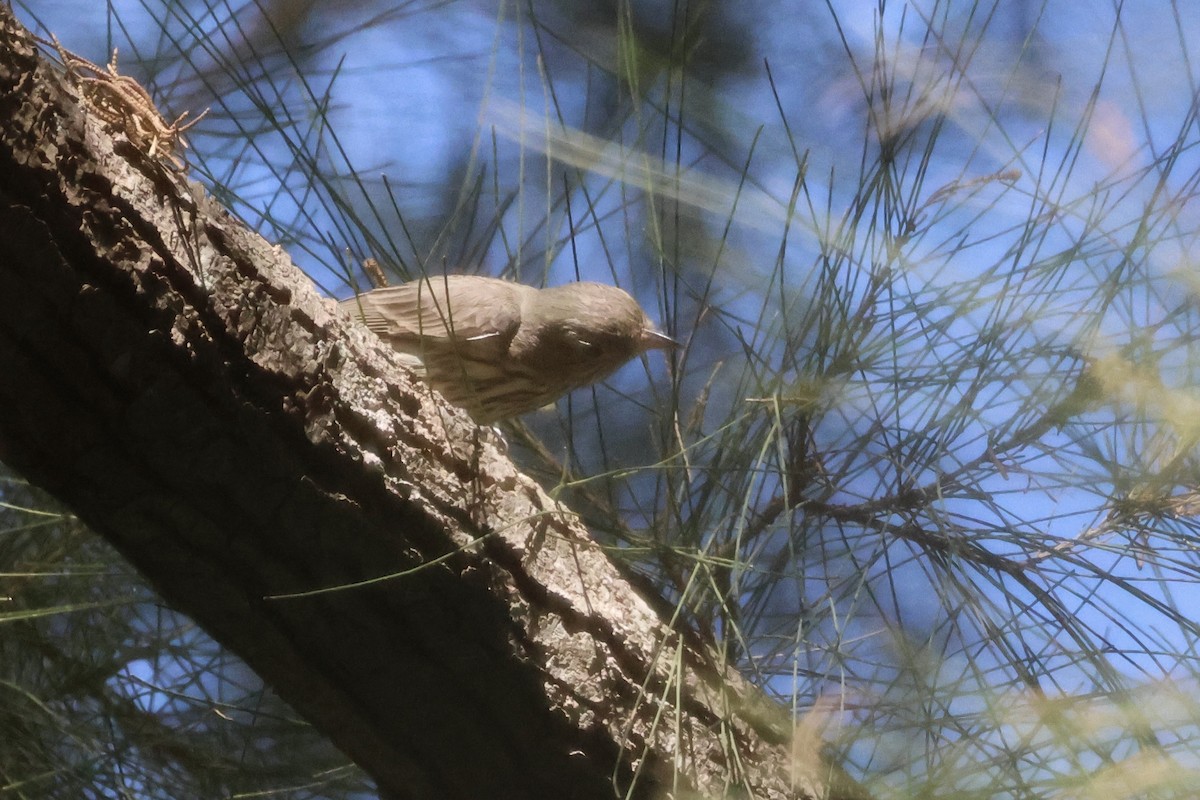 Rufous Whistler - ML647668425