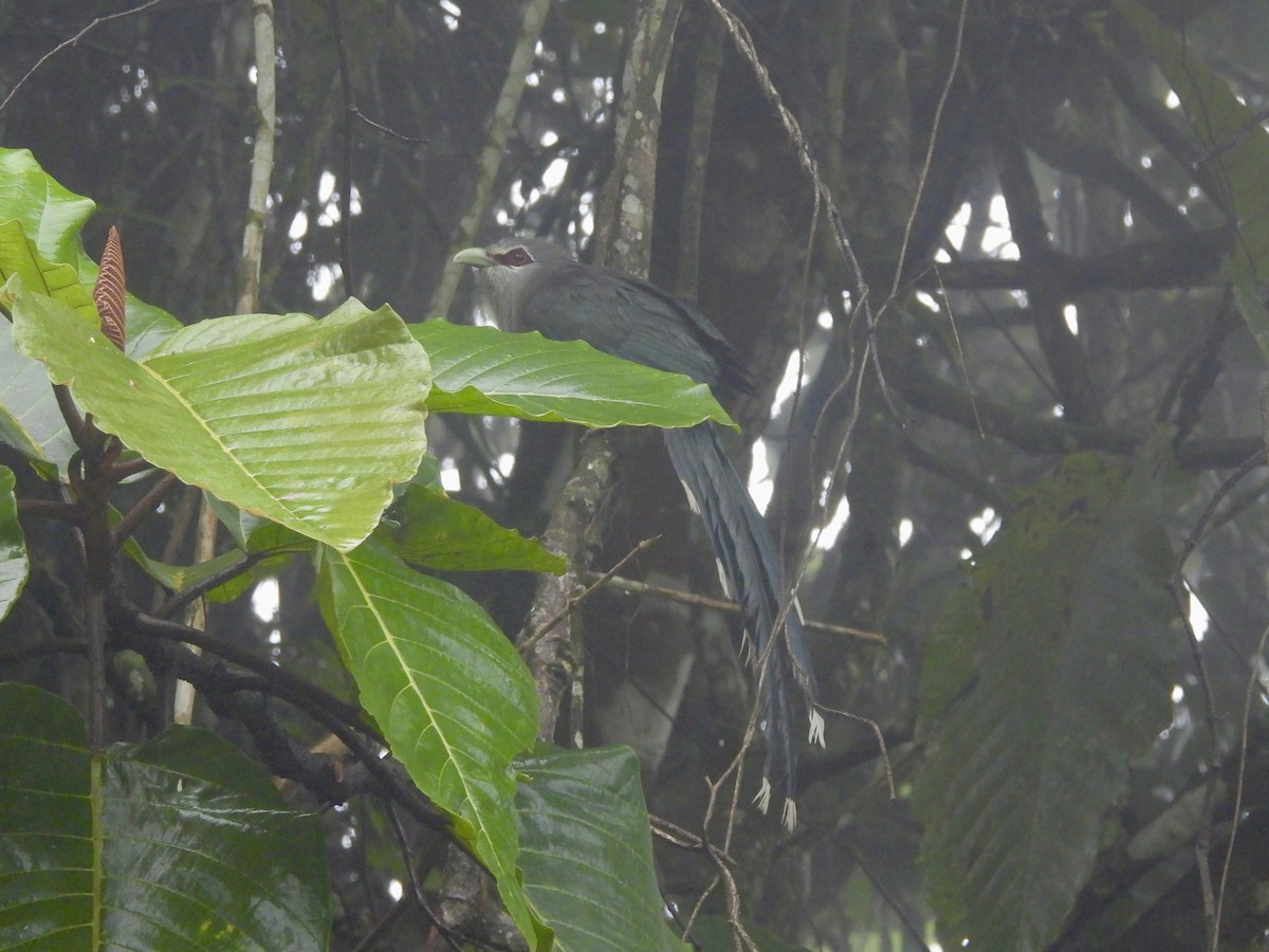 Green-billed Malkoha - ML647668427