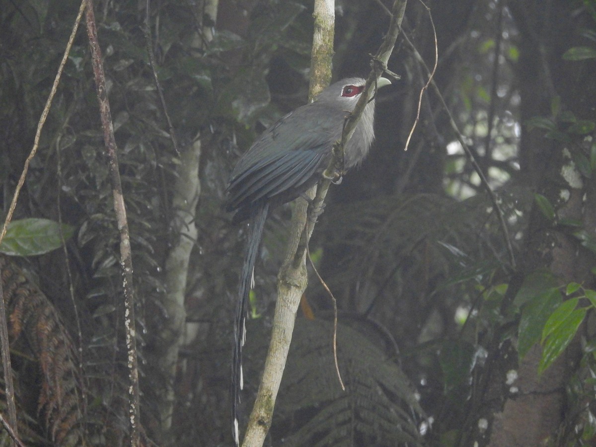 Green-billed Malkoha - ML647668428