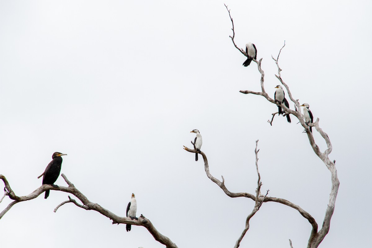 Little Pied Cormorant - ML647668429