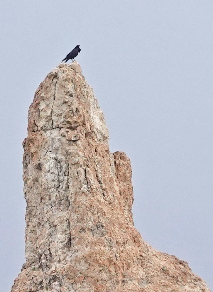 Common Raven - ML647668431