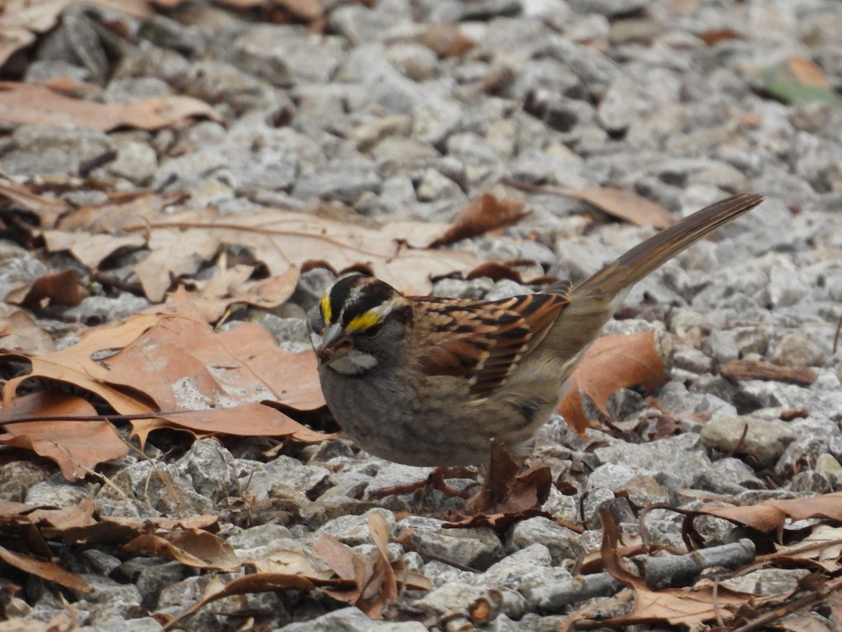 White-throated Sparrow - ML647668432
