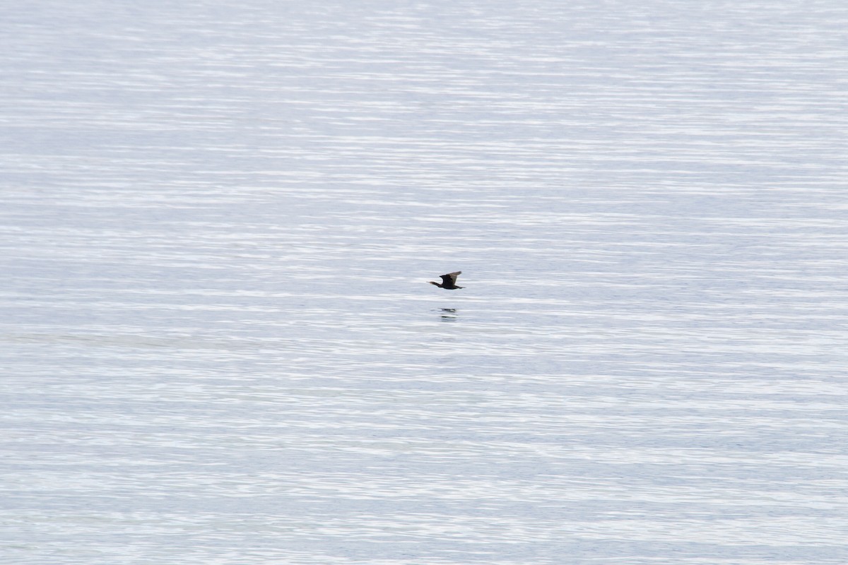 Great Cormorant - ML647668435