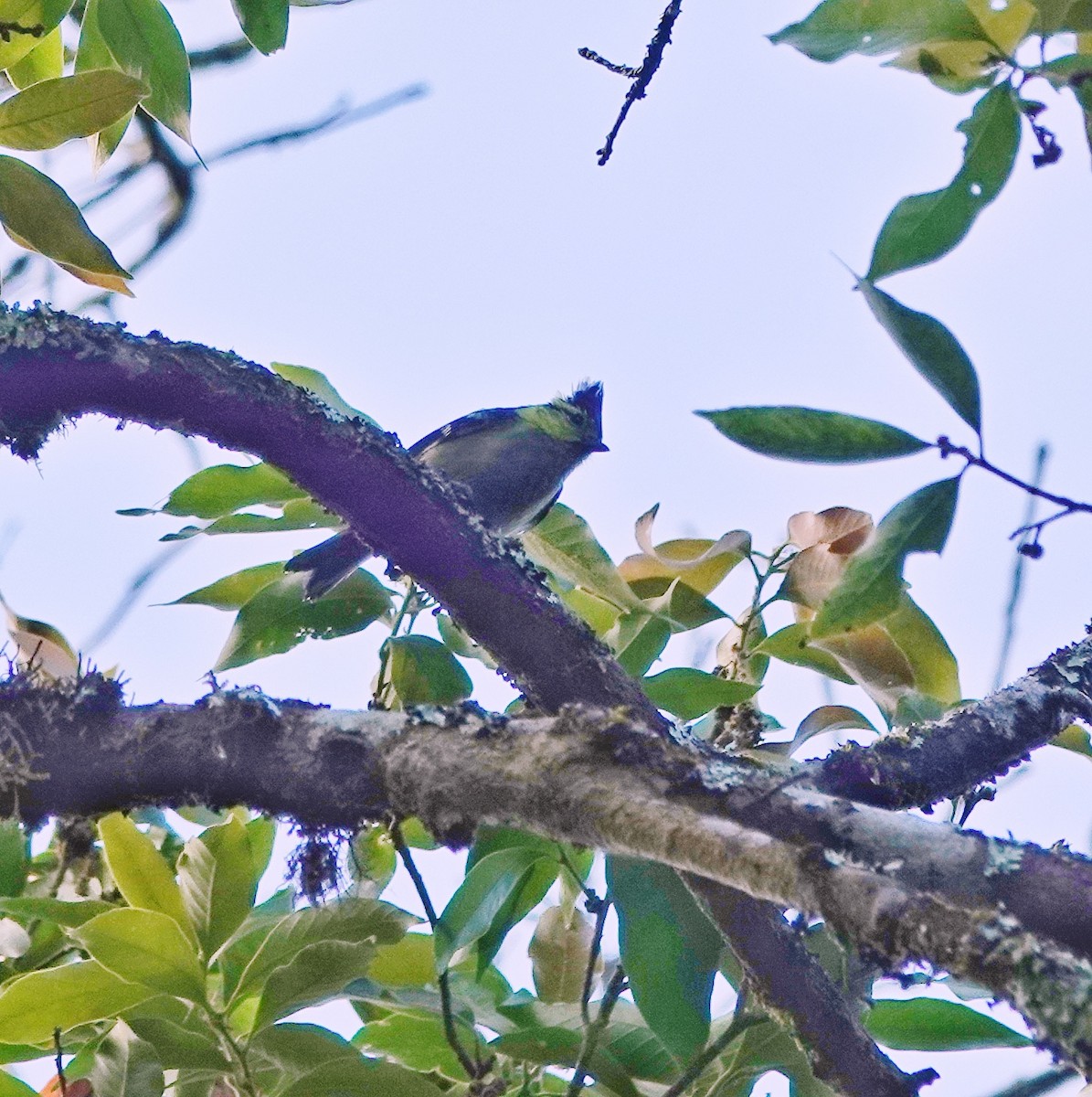 Yellow-cheeked Tit - ML647668437