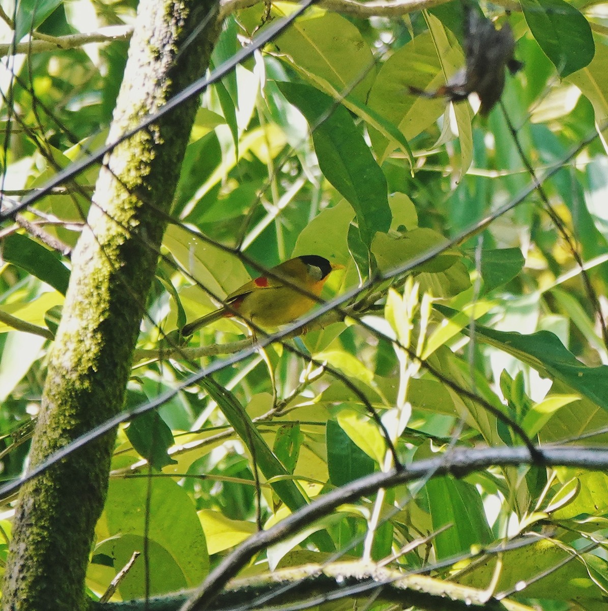 Silver-eared Mesia - ML647668444