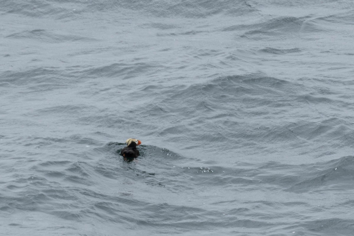 Tufted Puffin - ML647668445