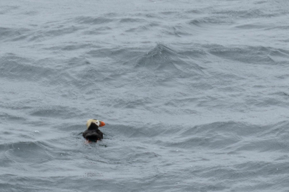 Tufted Puffin - ML647668446