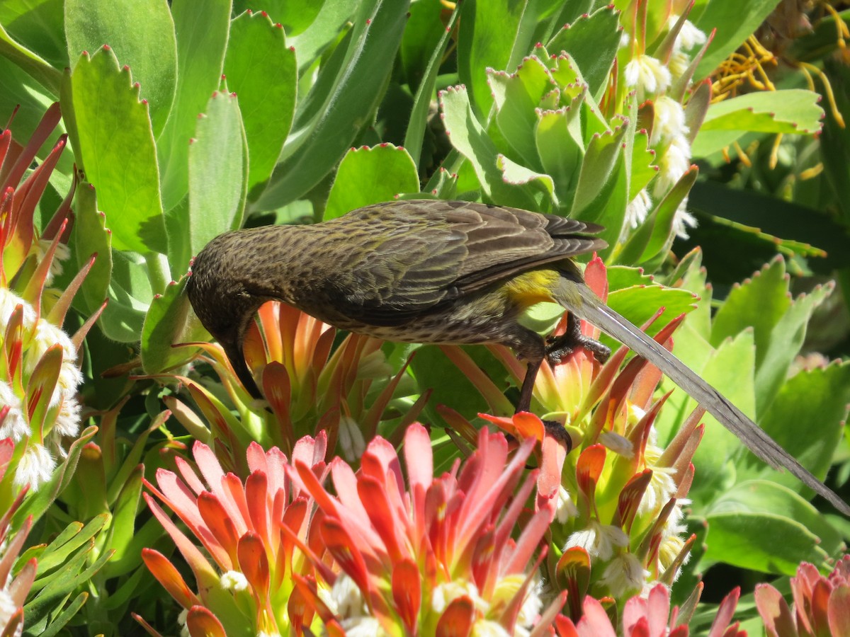 Cape Sugarbird - ML647668452