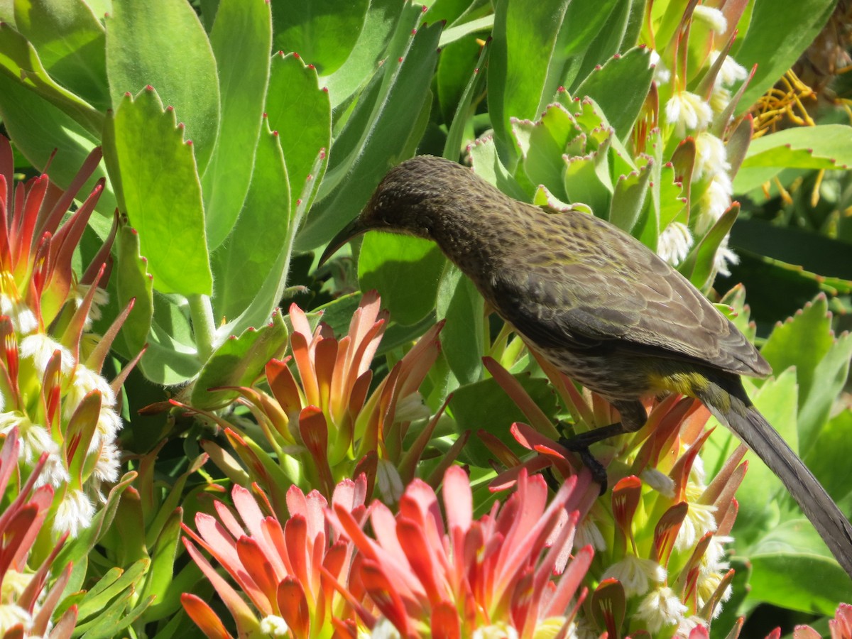 Cape Sugarbird - ML647668453