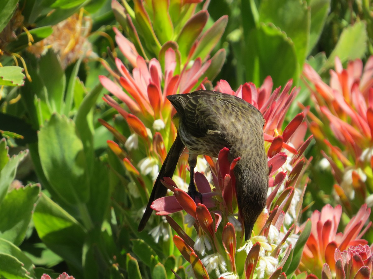 Cape Sugarbird - ML647668454